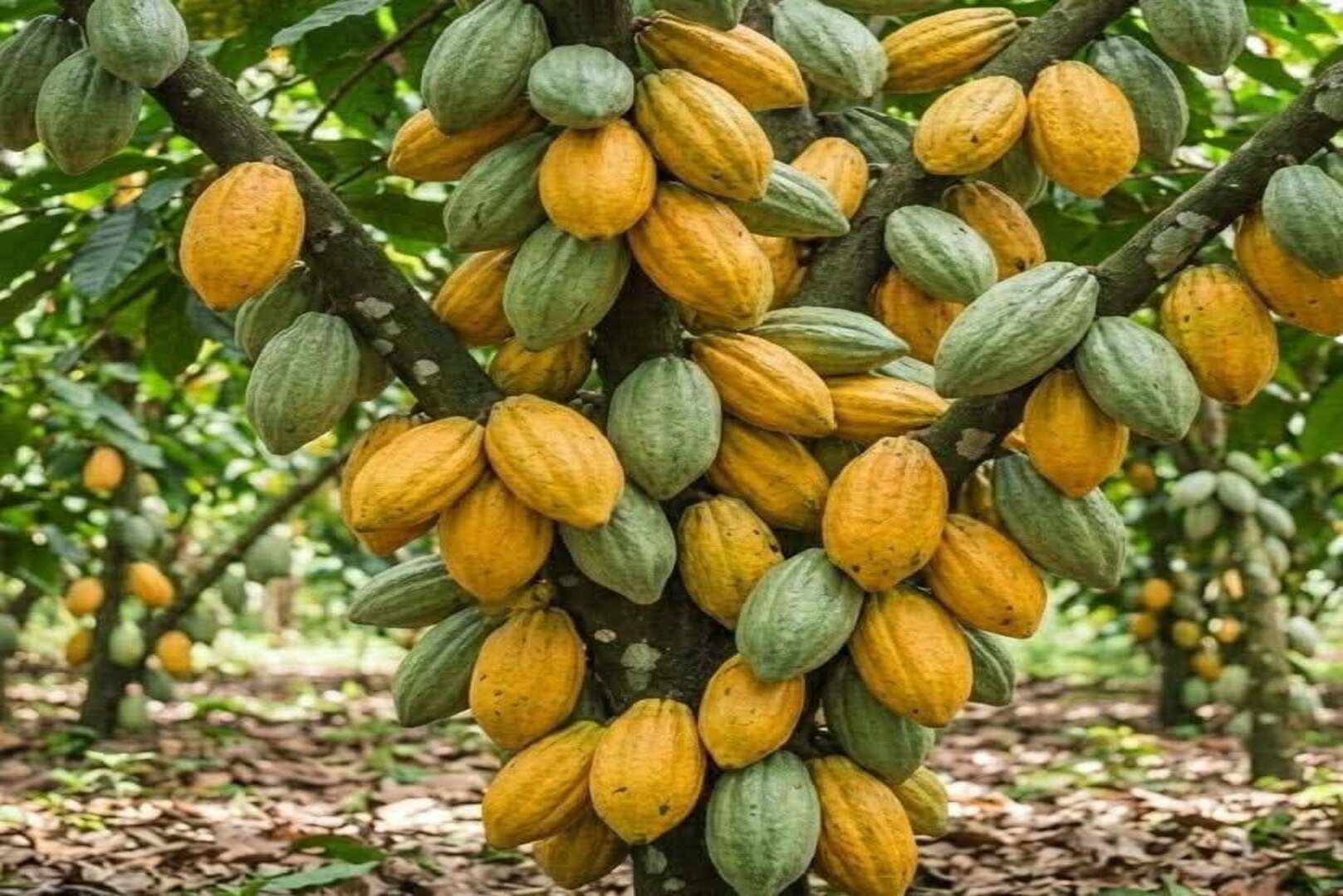 Côte d’Ivoire: Heavy Rains Raise Concerns Among Cocoa Farmers as Mid-Crop Nears End